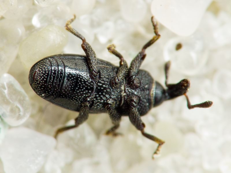 Melanobaris dalmatina (H. Brisout, 1870)